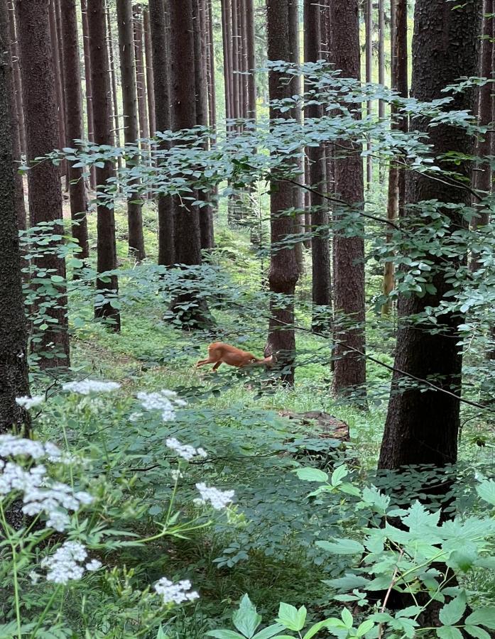 Chatka Pod Lysou Ostravice Exteriör bild