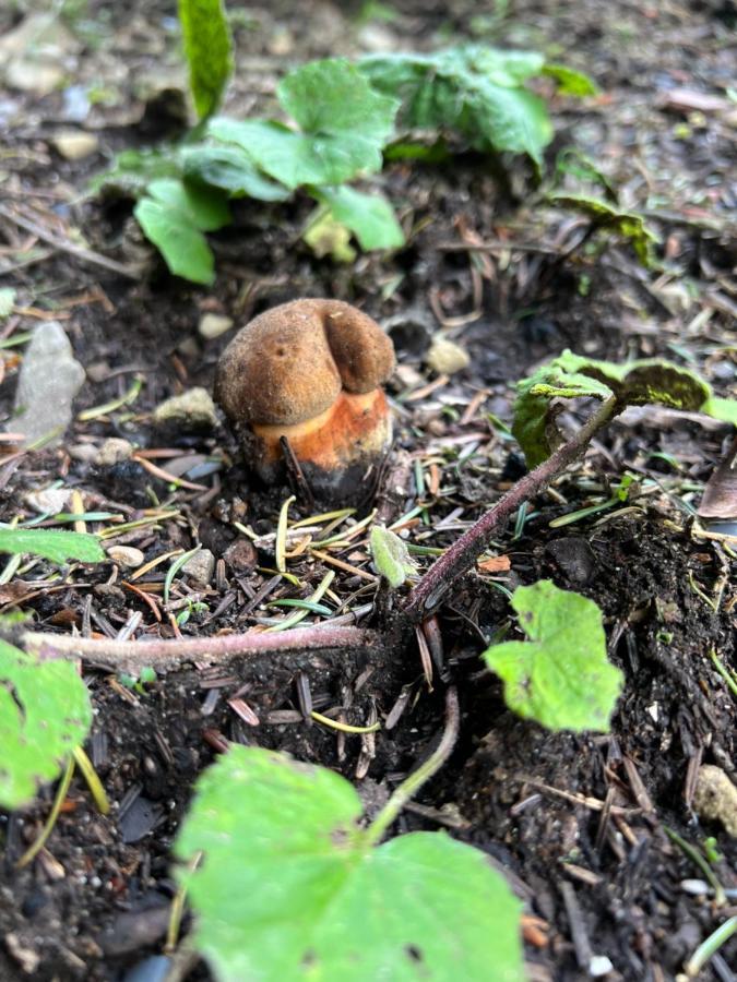 Chatka Pod Lysou Ostravice Exteriör bild